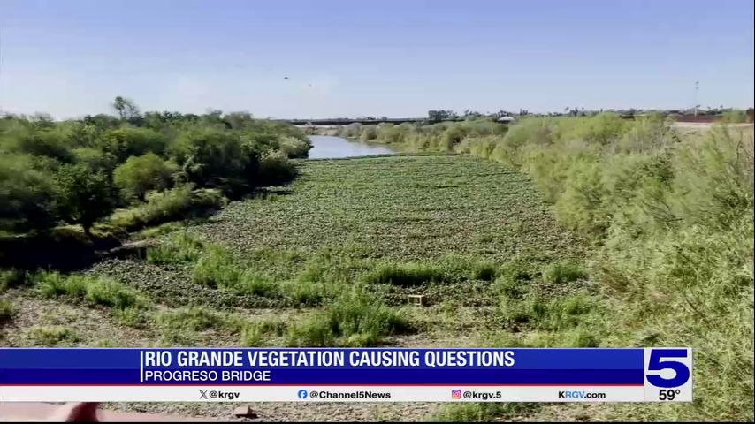 Invasive plant growing on the Rio Grande in Progreso raising concerns