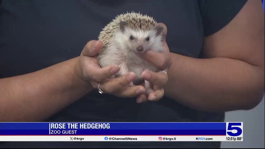 Zoo Guest: Rose the Hedgehog