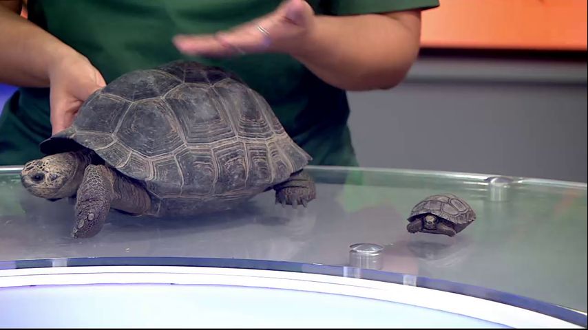 Zoo Guest: Galápagos Tortoises