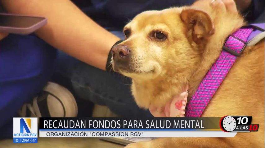 Alumnos de medicina de South Texas reciben terapia antiestrés con perros rescatados