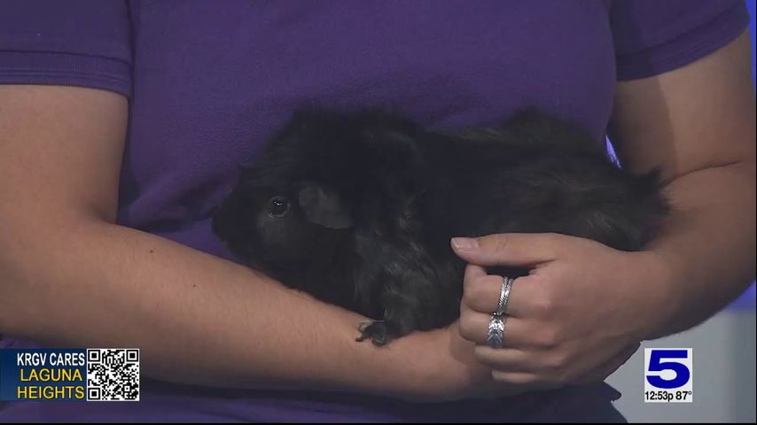Zoo Guest: Petunio the guinea pig