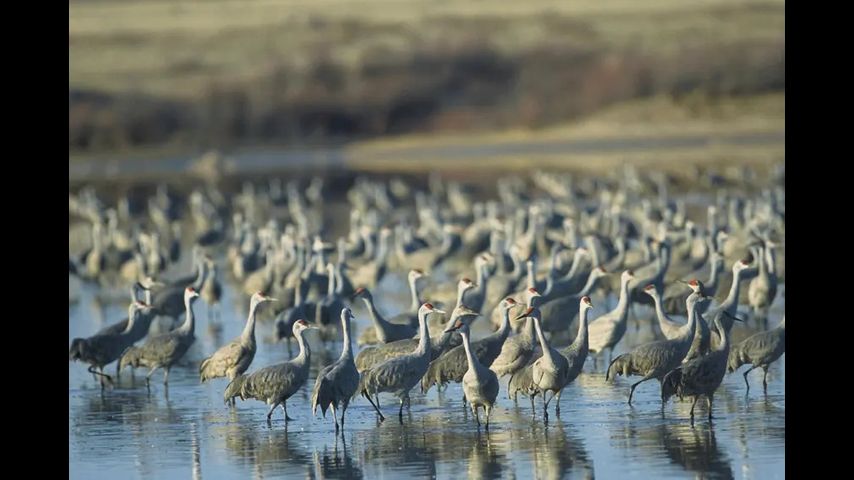 Texas’ oldest wildlife refuge was set to expand. Then the Trump administration changed course.