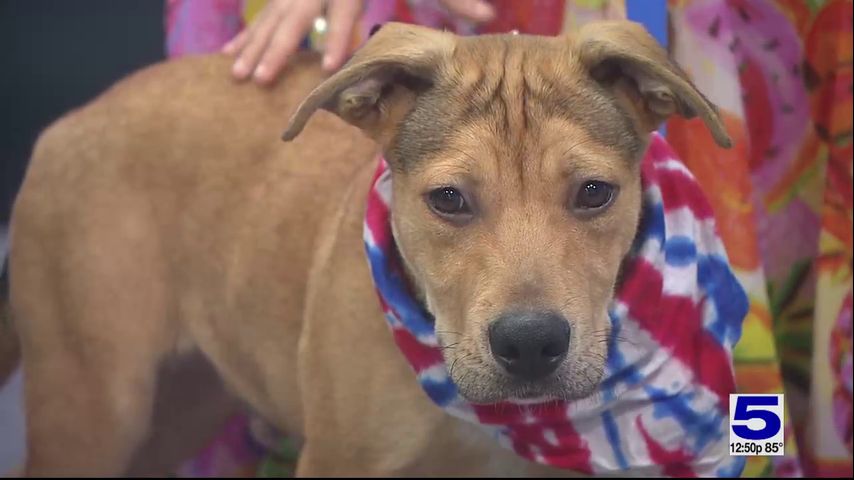 Pet of the Week: Mr. Goodbar, the Shepherd mix