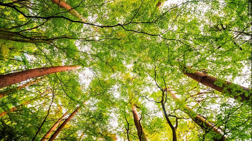 City of Edinburg to hand out free trees for Texas Arbor Day