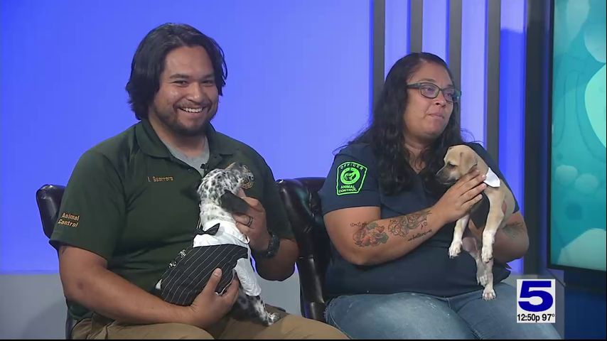 Pet of the Week: Tony Stark the Blue Heeler Dalmatian mix and Michael Scott the Chihuahua mix