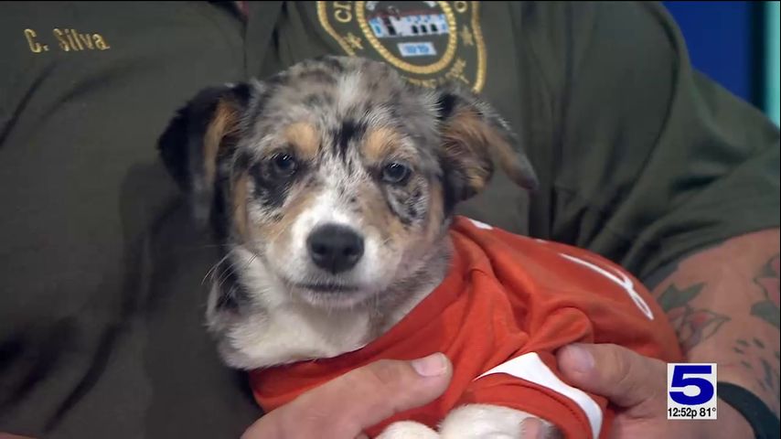 Pet of the Week: Reba the Australian shepherd