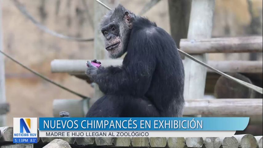 Dos nuevos chimpancés llegan al zoológico Gladys Porter de Brownsville