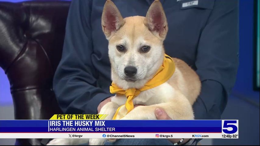 Pet of the Week: Iris the husky mix