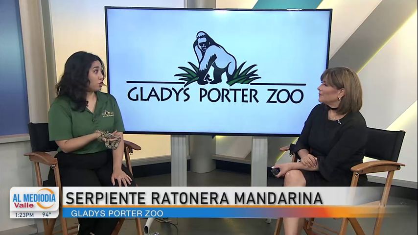 Desde el Zoológico: Serpiente de rata mandarina