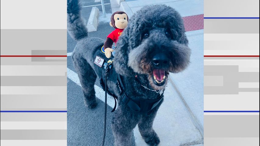 Weslaco police therapy dog dies