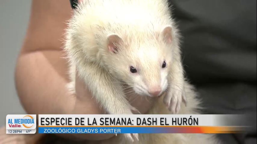 Gladys Porter Zoo presenta a Dash, el hurón