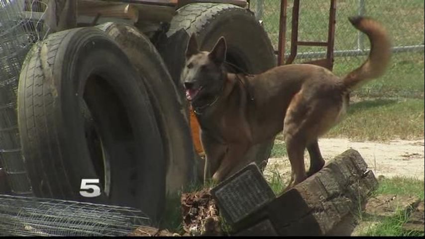 rgv canine training center