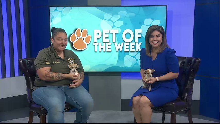 Pet of the Week: Huey and Lewis the Chihuahua mix pups