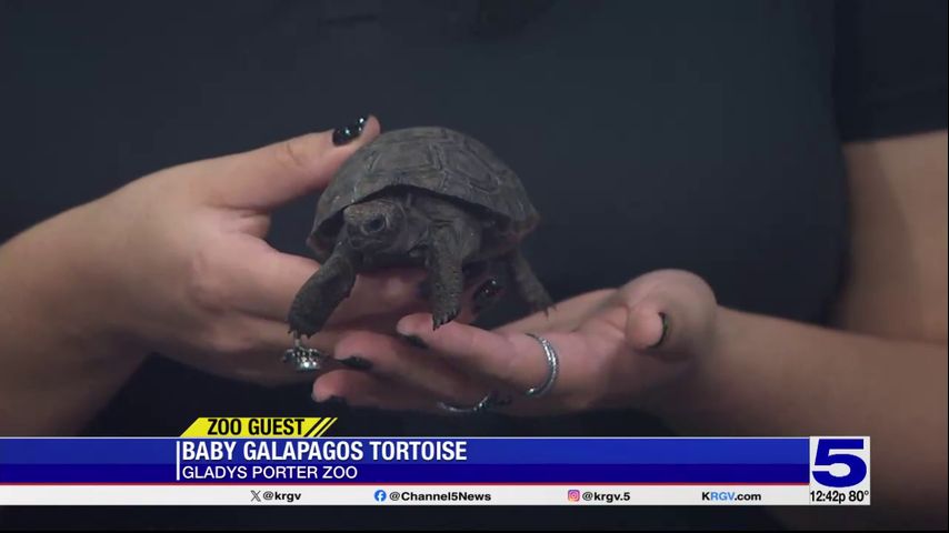 Zoo Guest: Baby Galápagos Tortoise