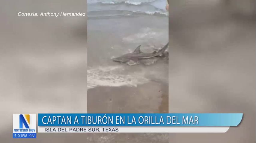 Captan a tiburón en la orilla del mar en la Isla del Padre Sur