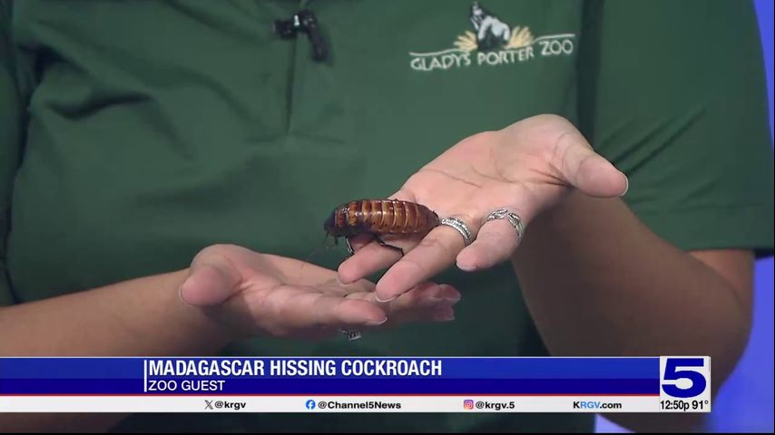 Zoo Guest: Madagascar hissing cockroach