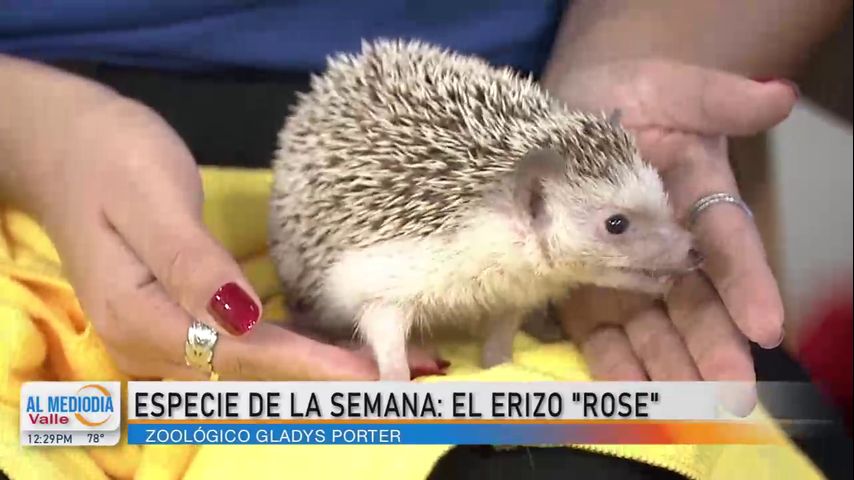 Especie de la Semana: Rose, el erizo