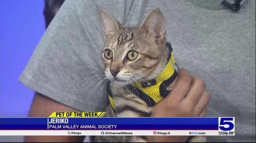 Pet of the Week: Jeriko, the cat