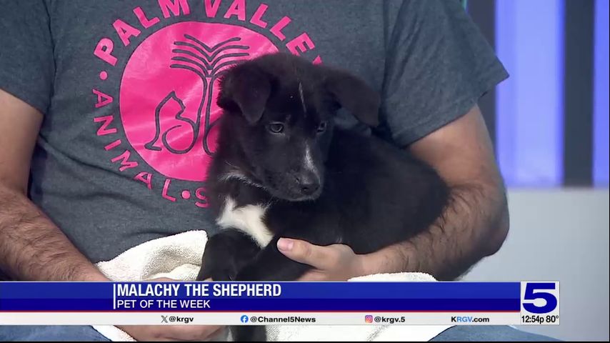 Pet of the Week: Malachy the shepherd