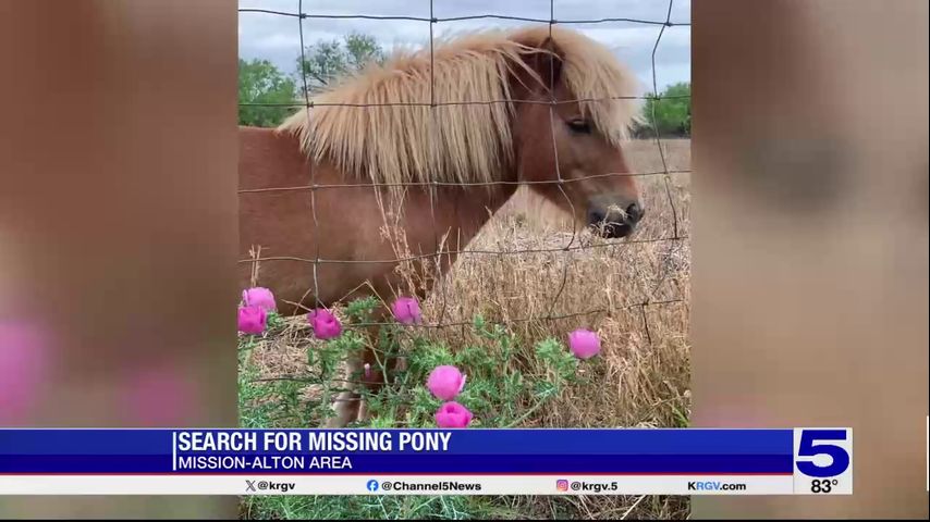 Hidalgo County woman searching for missing pony