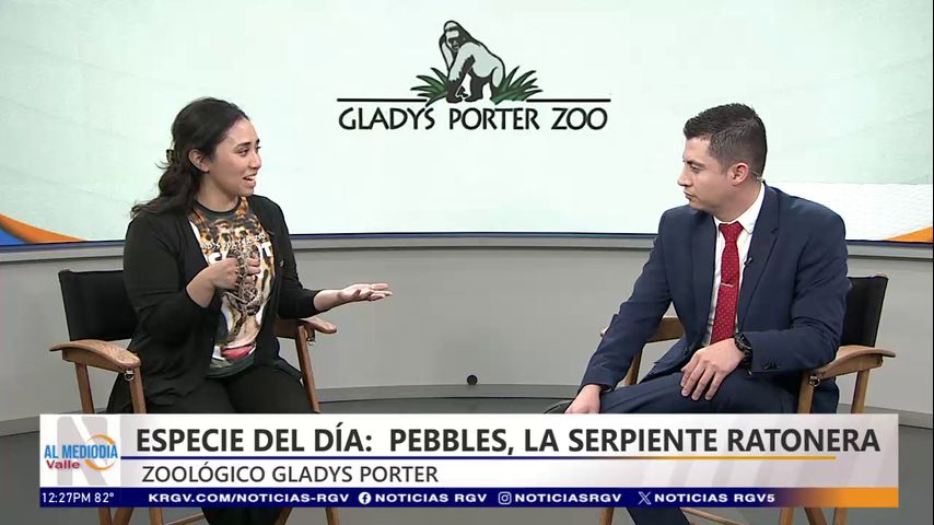 Desde el Zoológico: Pebbles, la serpiente rata de las Grandes Llanuras