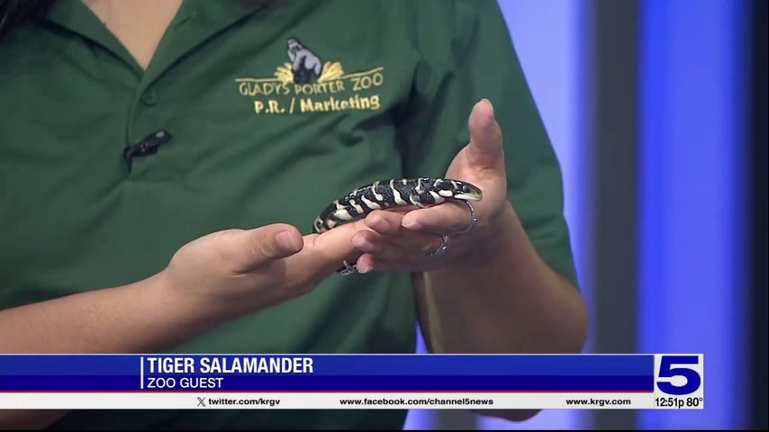 Zoo Guest: Tiger Salamander