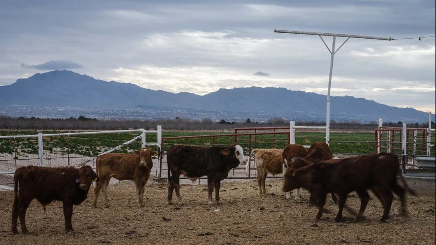 Mexican cattle banned from Texas due to screwworm threat