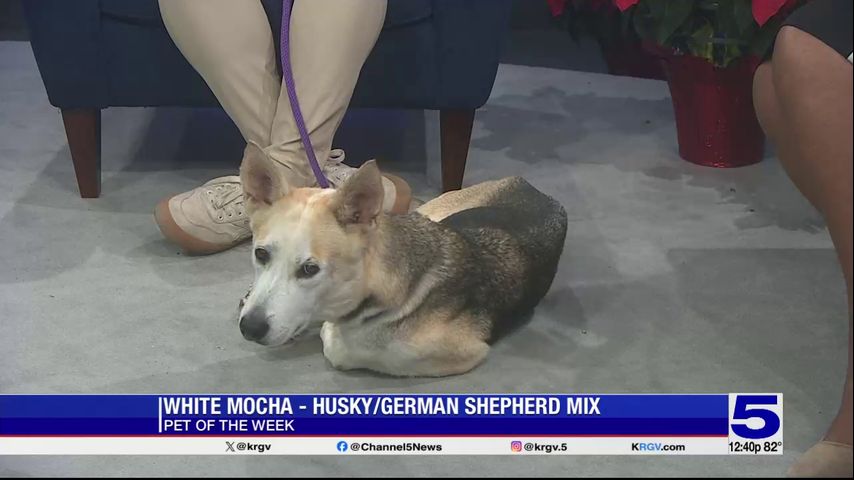 Pet of the Week: White Mocha, the Husky/German Shepherd mix