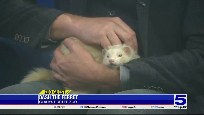 Zoo Guest: Dash the ferret