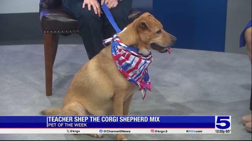 Pet of the Week: Teacher Shep, the corgi-shepherd mix