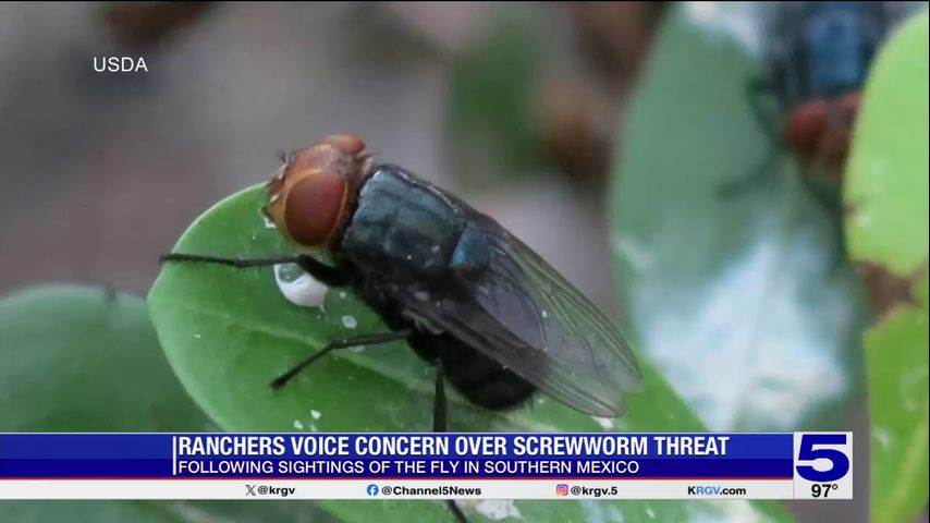 Valley ranchers concerned over screwworm threat following outbreak in southern Mexico