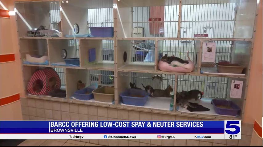 Brownsville animal shelter hoping to free up space with fosters, adoptions