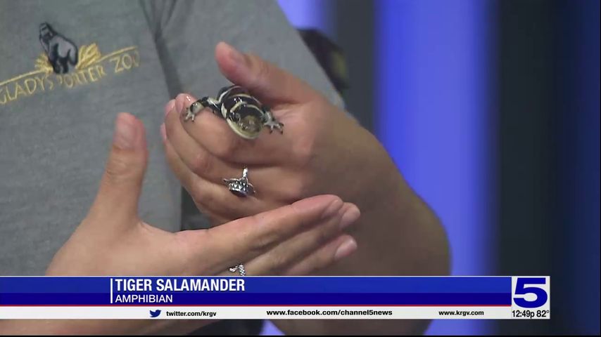 Zoo Guest: Tiger Salamander