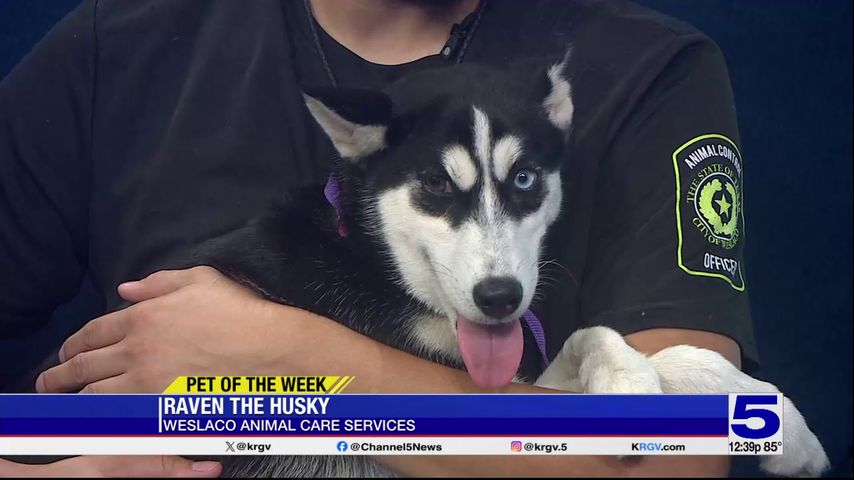 Pet of the Week: Raven, the Husky