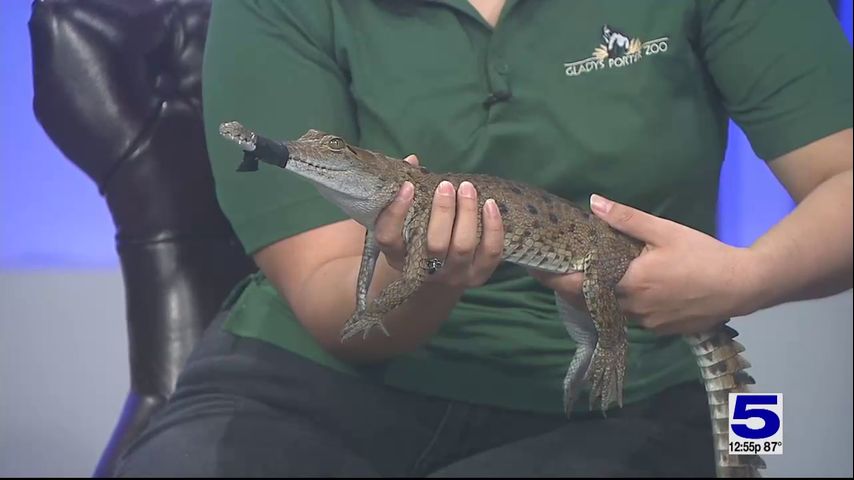 Zoo Guest: Orinoco crocodile