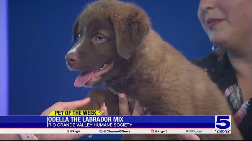 Pet of the Week: Odella the Labrador mix