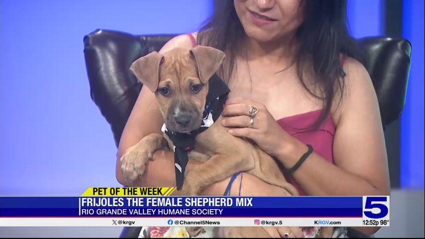 Pet of the Week: Frijoles, the female Shepherd mix