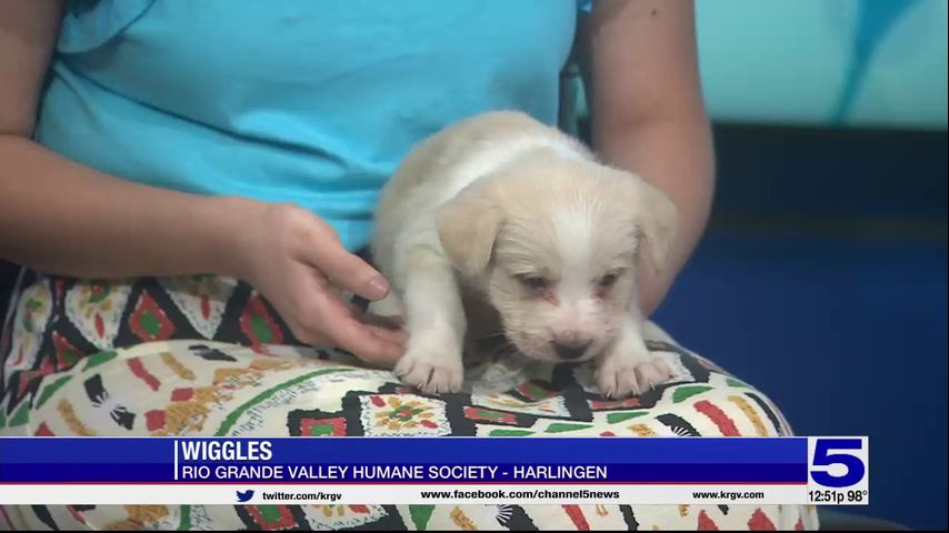 Pet of the Week: Wiggles from the Rio Grande Valley Humane Society