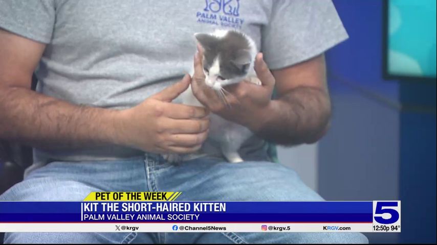 Pet of the Week: Kit the short-haired kitten