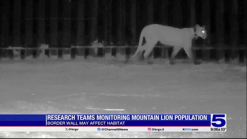 Research team monitoring how border wall is affecting mountain lion population