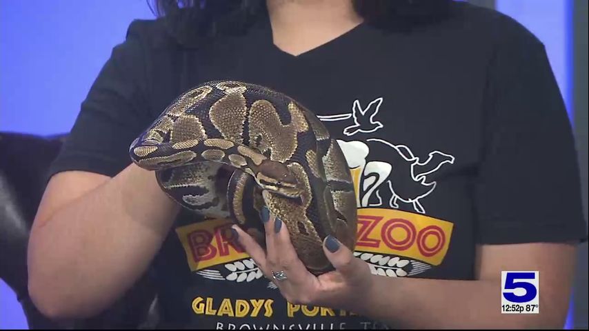 Zoo Guest: Delilah the ball python