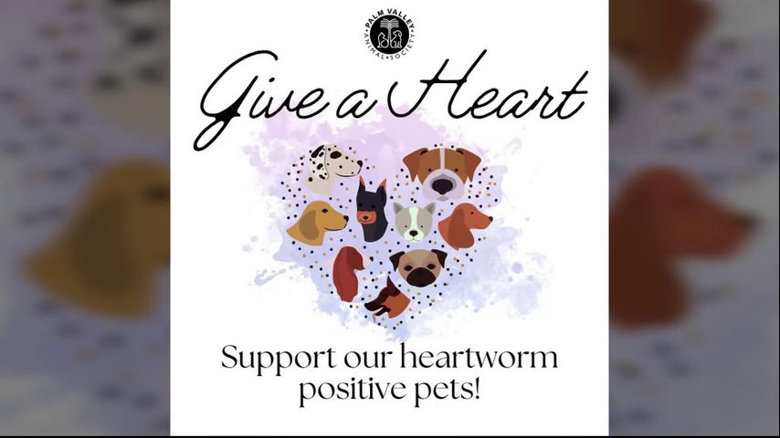 Pet of the Week: Palm Valley Animal Shelter holding auction to benefit heartworm positive animals