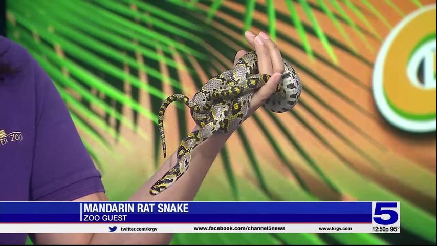 Zoo Guest: Mandarin Rat Snake