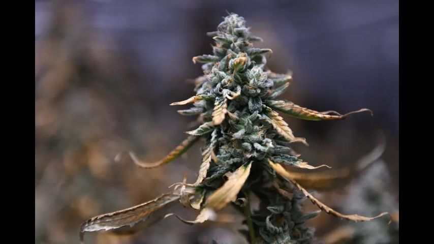 Texas reined in recreational THC for more medical marijuana this legislative session
