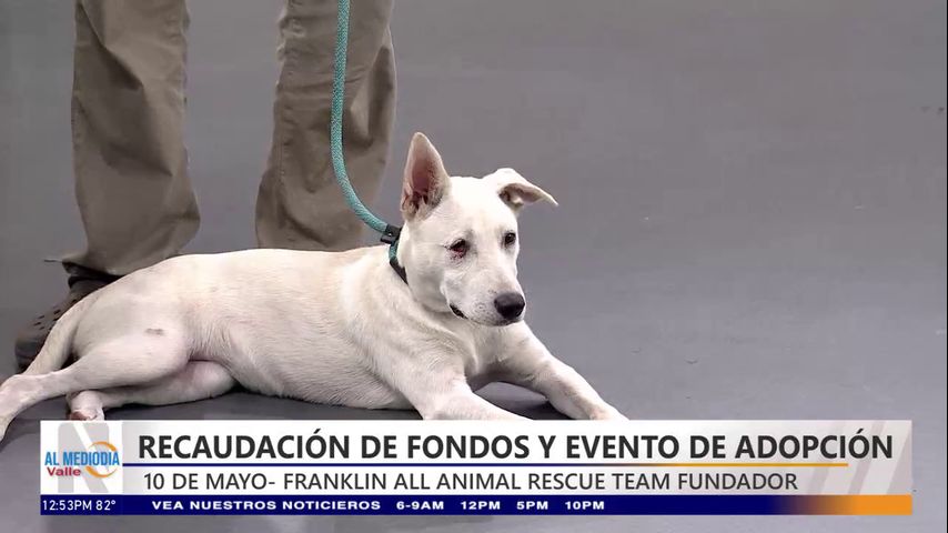 Evento de adopción y recaudación de fondos para mascotas