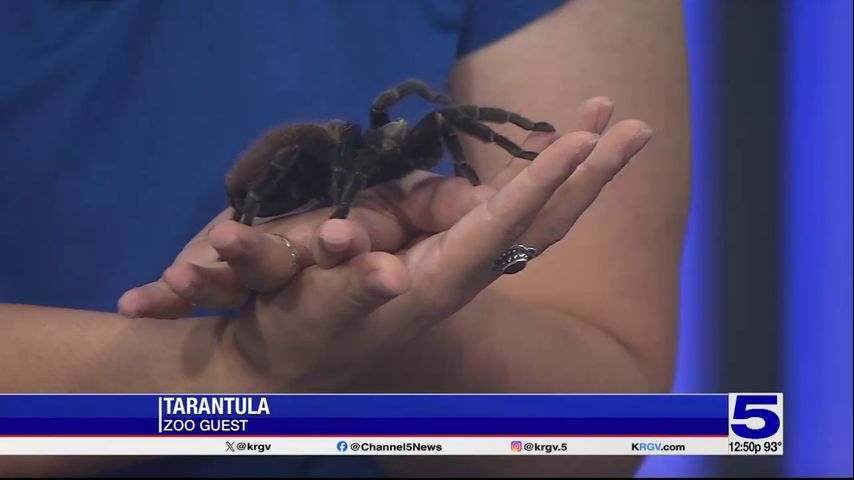 Zoo Guest: Texas Brown Tarantula