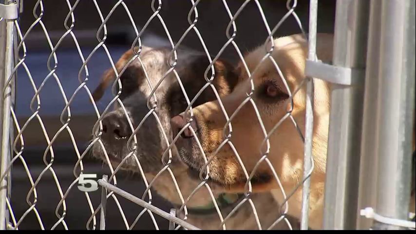 Valley couple establish animal rescue amid growing number of strays