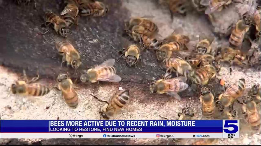 Experts say Valley residents should watch out for bees following recent storms