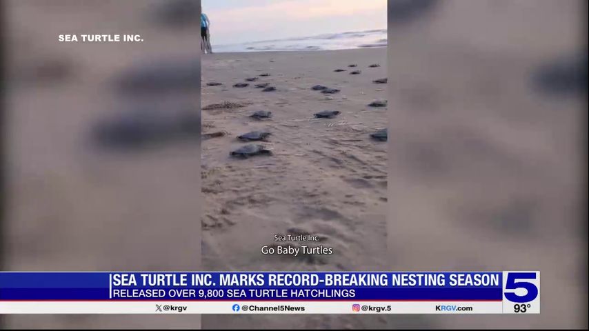 Sea Turtle Inc. releases nearly 10,000 sea turtle hatchlings