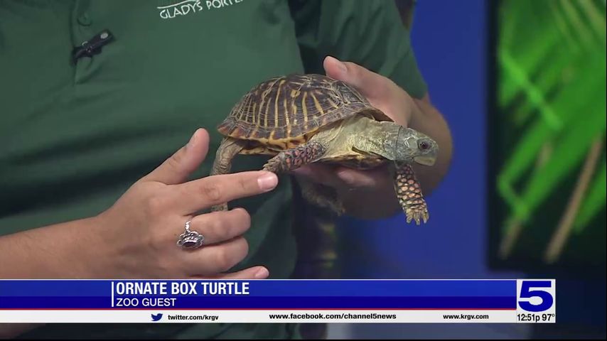 Zoo Guest: Ornate box turtle